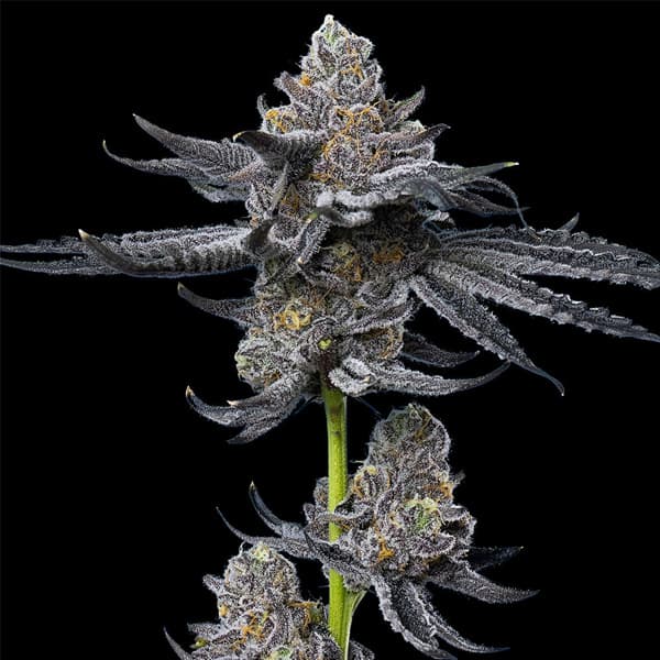 LFG Samen > Barneys Farm | Feminisierte Hanfsamen  |  Indica